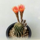 주홍농장 이미지