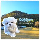 도기도기 | 경산 도기온 애견카페 첫 방문 후기