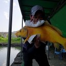 황금향어 이미지