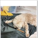 애견수제간식매장 수제 사료 주문 노견 생일상 후기!