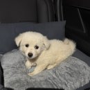 댕댕타임 이미지