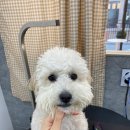 댕데이지 이미지