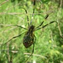 충암초등학교 이미지