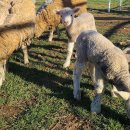 하빛율빠꿈사리 이미지