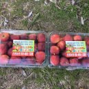 박종래농장 이미지