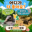 더 엘레펀트 | 푸켓코끼리체험투어 엘레펀트케어 VS 푸켓엘레펀트정글생츄어리 어디로?