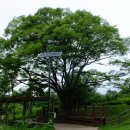 생태다리 이미지