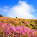 황매산 벚꽃길 이미지