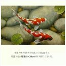 코이 이미지