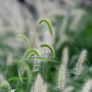 강아지풀 이미지