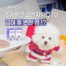 더케어벳 | 강아지 기침 켁켁소리, 페노비스 심장 영양제 벳 코엔자임 Q10