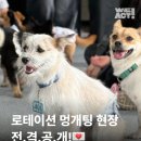 Dog Party | [공지사항] 300명이 함께한 위액트 입양파티, 그날의 이야기