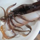 산오징어 이미지