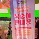 세종푸드 | 2026 세종 조치원 복숭아축제 후기｜주차·셔틀버스·공연·물놀이·푸드트럭 총정리