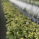 음지농장 이미지