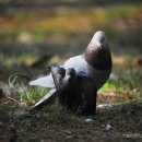 구구뱅뱅 이미지