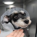 새싹 동물병원 이미지