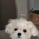 뽀송이네