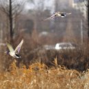 오리 날다 이미지