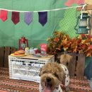 퍼피앤독 이미지