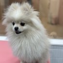 청수동애견미용 미니몽 쌀롱, 우리 아이 스트레스 없이 미용하는 곳 찾았어요