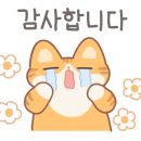 해피캣타운 고양이강아지 서울충무로점 네이버블로그
