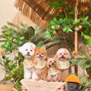 견생맛집 이미지