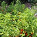 아름솔 유치원 이미지