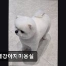 한결강아지미용실 이미지