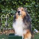 와즈펫(wispet) | 기호성 좋은 강아지 습식 찾는다면? 실온보관 가능한 와즈펫 오리·연어 후기