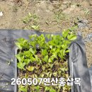 연산홍삽목 이미지