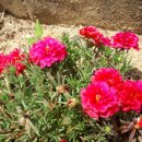 고매초등학교 이미지