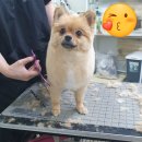 멍멍나래 애견미용 | 멍멍나래의 한 주! [진접 애견미용]