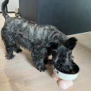 퍼펙트 | 강아지사료 추천, 장 건강 + 기호성 힐스 퍼펙트 다이제스천 연어 후기