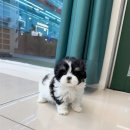이정훈 강아지 이미지