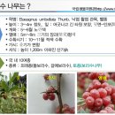 가야산토종보리수마을