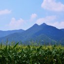 안정로가로수 이미지