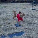 속초 애견펜션 양양 해피 플레이스 이미지