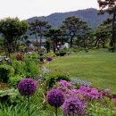 꽃무리 뜸 이미지