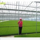 철원고구마 이미지