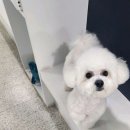 댕댕워시 | 홍대 애견미용 / 댕댕워시 / 후기 리뷰