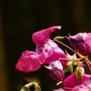 Himalayan balsam 히말라야 물봉선 이미지