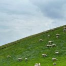 친환경태양목장 이미지