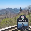 제 491회 정기 산행 경북 대구 비슬 산 참꽃(진달래꽃) 산행 (2026.4.18) 이미지
