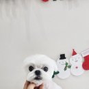 바오펫 이미지