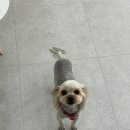 내동애견 이미지