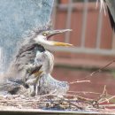 예쁜커피나무 이미지