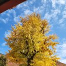 은행나무작은도서관 이미지