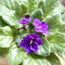 세인트폴리아 이미지