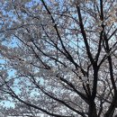 양재천근린공원 이미지